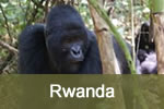 Silverback Gorilla in Rwanda